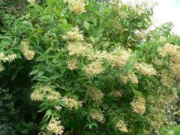 Image result for Hoslundia