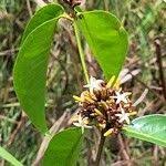 Image result for Landolphia camptoloba