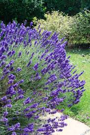 Les plantes fleuries vont embellir de leurs couleurs variées vos jardins et terrasses tout au long de l'année. Plantes D Exterieur Sans Arrosage 15 Photos Pour Faire Votre Choix Cote Maison