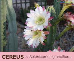 Use the ruler to make a 6″ line down the center of the cardboard. Cereus Facts And Health Benefits