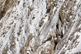 In Search Of The Himalayan Snow Leopard | Nature inFocus