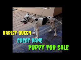 Great dane puppies colorado springs. Harlequin Dane Puppies For Sale 08 2021