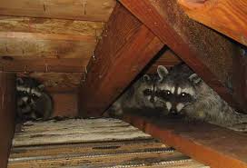 How do i get rid of raccoons in my attic? Raccoons Batpro Wildlife Pest Control Llc