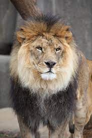 List Of National Animals National Animal Animals National Animal Of England