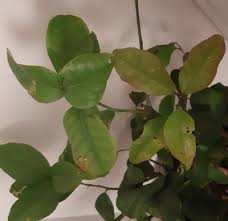 Macchie gialle sulle foglie di limone cosa fare perche le foglie gialle appaiono sulle foglie del limone manutenzione e rimessaggio verniciatura smalti, antiscivolo veneziani finitura elastica per gommoni gummipaint giallo limone 0,375 lt. Le Domande All Esperto Su Limone