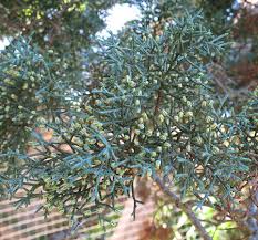 Image result for Cupressus arizonica