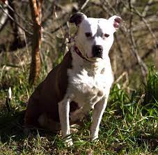 They also appear in other related business categories including charities, humane societies, and animal shows & organizations. Pets For Adoption At Spchs In Long Beach Wa Petfinder