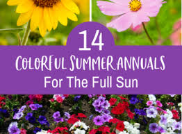 The flowers are ideal for planting along the perimeters of vegetable gardens, as they're irresistible to bees, butterflies, and hummingbirds. Colorful Summer Annuals For The Full Sun Joy Us Garden