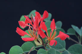 Image result for Bauhinia galpinii