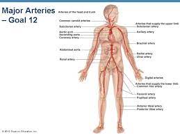 Most arteries carry oxygenated blood; Ch 11 Cardiovascular System The Heart 1 State