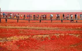 A Praia Vermelha de Panjin ganha um tom de arregalar os olhos a cada outono - MDig