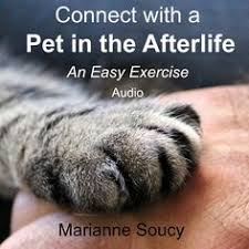 Pet the cat in lobby_whitespace during the intermission 100 times before the timer runs out. 56 Pet Loss Products Ideas Pet Loss Pet Memorials Pets