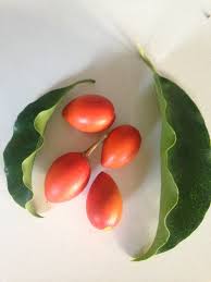 Image result for Mimusops