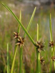 Image result for Schoenoplectiella mucronata
