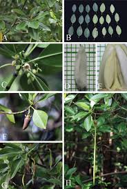 Image result for Rhizophora mucronata