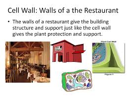 A cell is like a restaurant. How Is A Cell Like A Restaurant Ppt Video Online Download