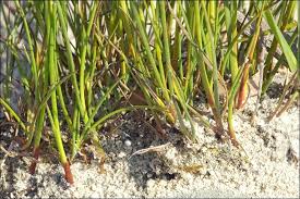 Image result for Juncus punctorius