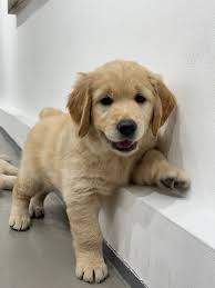 Image result for zlatý retrívr