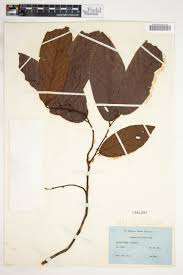 Image result for Anisosepalum humbertii