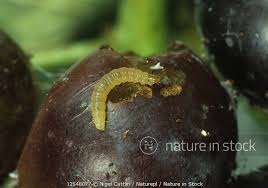 Image result for Lobesia botrana grapevine