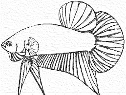 Gambar kartun ikan hitam putih untuk mewarnai. Gambar Ikan Hitam Putih Air Tawar Dan Laut Hias Serta Konsumsi