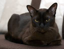 Burmese Cat Burmese Cat Info Personality Kittens Pictures Burmese Cat Cat Breeds Hypoallergenic Cats