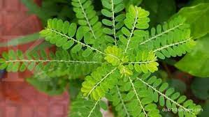 Pelepah daun ( folius ), pada tumbuhan monokotil pangkal daun pipih dan lebar serta membungkus batangnya. 11 Obat Herbal Yang Efektif Meredakan Asam Urat Bahannya Mudah Didapat Loh