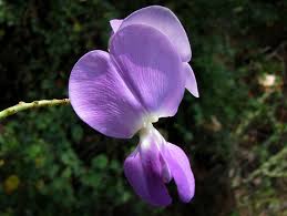 Image result for Sphenostylis