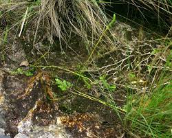 Image result for Lycopodiella sarcocaulon