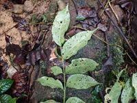 Image result for Pseudospondias microcarpa