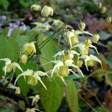 Flower stems come up in may, followed by sulphur yellow flowers. Epimedium Sulphur Yellow