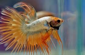 Can Fin Rot Kill A Betta Fish What You Can Do To Help Aquariums At Home