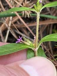 Image result for Cuphea carthagenensis