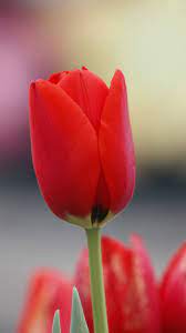 Red Tulip Flowers Bud 720x1280 Wallpaper Red Tulips Tulips Flowers Tulips