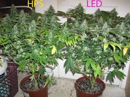 Led vs hid grow lights 2019. Led Vs Hps Grow Lights Simple Website Of Oksita