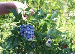 Getrocknete heidelbeeren sind seit langem ein bewährtes mittel gegen leichten durchfall. Die Pflanze