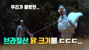 브라질 닭고기 수출업체인 brf가 국내로 수출한 닭고기 제품에 대해 우리 식품 당국이 잠정 유통 판매 중단 조치를 내렸습니다. íƒ€ì¡°ê¸‰ ë¸Œë¼ì§ˆë‹­ ì‹¤ì œí¬ê¸° ã„·ã„·ã„· ì˜¤ëŠ˜ ì¹˜í‚¨ê°ì´ë‹· Youtube