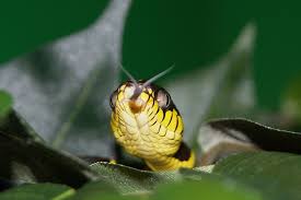 What Do Dreams About Rattlesnakes And Other Snakes Mean Dream Meanings Snake Meaning Dream Symbols
