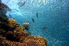 Marine Animals Live Where Ocean Is Most Breathable But Ranges Could Shrink With Climate Change Uw News