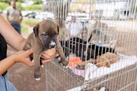 Cão resgatado recebendo carinho de voluntária