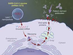 I would expect an mrna vaccine to be much less dangerous than traditional delivery methods, but i don't know if that's just because it hasn't been tested enough to even determine what the dangers. The New England Journal Of Medicine Quick Take A Covid 19 Mrna Vaccine In Older Adults Facebook