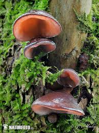 We did not find results for: Auricularia Auricula Judae Pictures Jelly Ear Images Nature Wildlife Photos Naturephoto