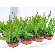 Ric rac, zigzag and fishbone orchid cactus are just a few of these descriptive monikers. Epiphyllum Anguliger House Plant In A 12cm Pot Fishbone Cactus Garten Natur