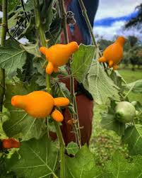 Image result for Solanum mammosum