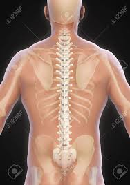 By using a jigsaw strategy, students move from 'home' groups to 'expert' groups, and then back to 'home' groups to collect and share more detailed information about internal body organs. Human Male Spine Anatomy Stock Photo Picture And Royalty Free Image Image 51283764