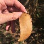 Image result for Albizia forbesii