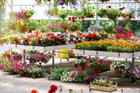 Image result for Falkia oblonga