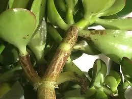 Check spelling or type a new query. How To Tell If My Jade Plant Is Dying Simplify Plants