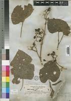 Image result for Cissus petiolata