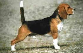Puteti vedea poze cu caini, din anunturile de vanzare, imperechere, donare caini de rasa de pe imperecheri.ro. Poza Caine Din Rasa Beagle Animale De Companie